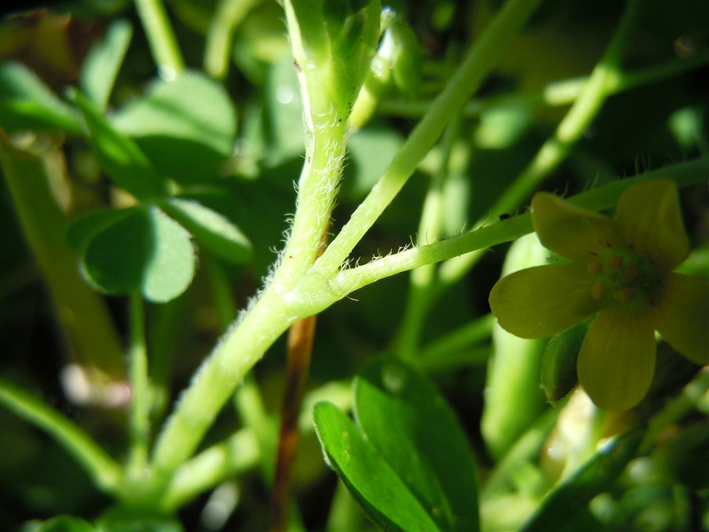 Oxalis corniculata